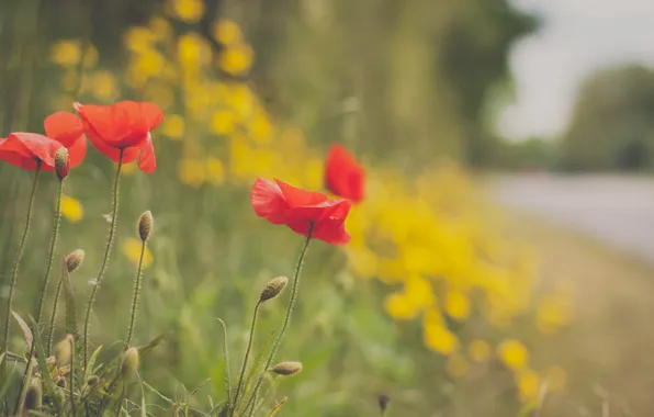 Flowers, Maki, petals, red