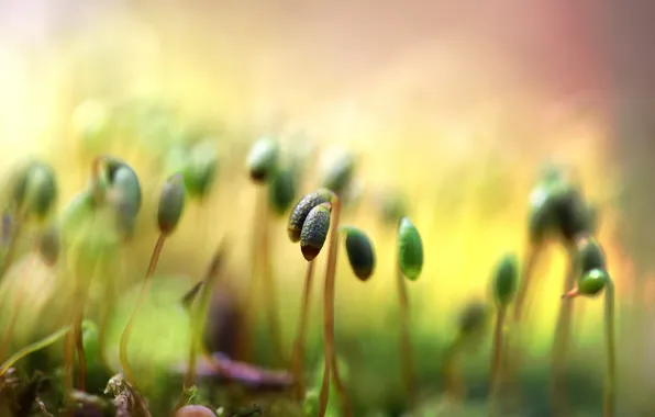Picture macro, sprouts, moss, pagon