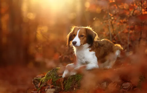 Picture autumn, leaves, dog, Kooikerhondje