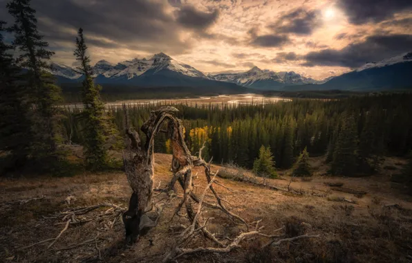 Autumn, forest, clouds, light, snow, mountains, branches, clouds