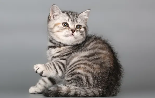 Cat, look, pose, kitty, grey, cute, grey background, face