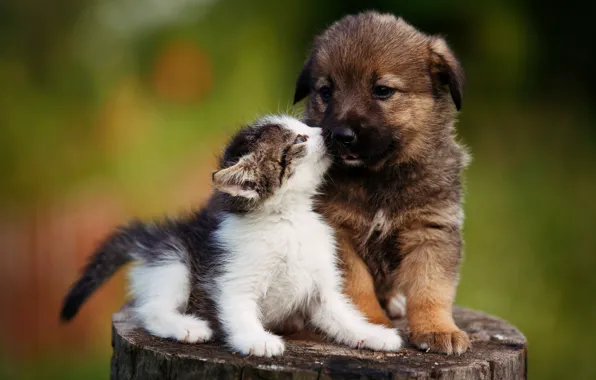 Picture cat, pose, dog, puppy, stump, kitten and puppy, each, sweetheart