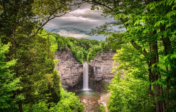 Greens, forest, clouds, trees, branches, rocks, foliage, height
