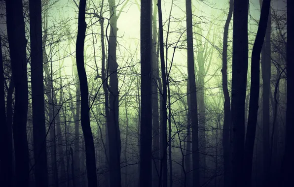 Picture forest, nature, fog, darkness