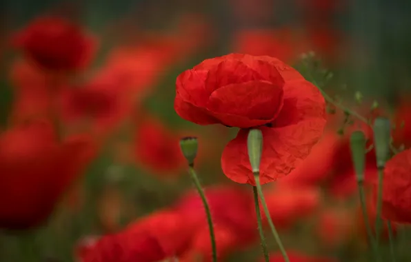 Macro, Maki, petals, al, bokeh, buds