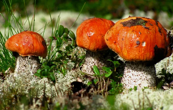 Macro, mushrooms, aspen