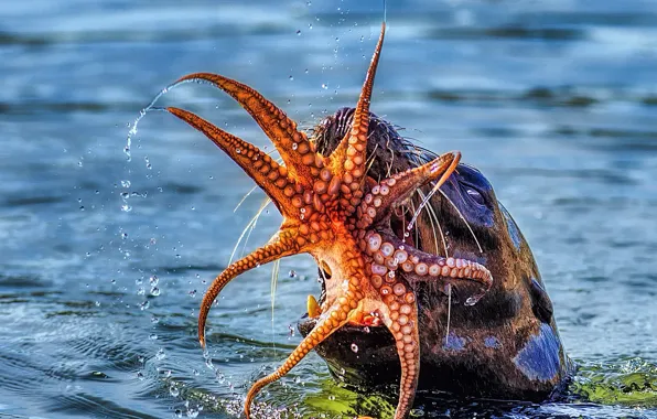 Picture sea, food, octopus, mouth, lunch, catch, sea lion