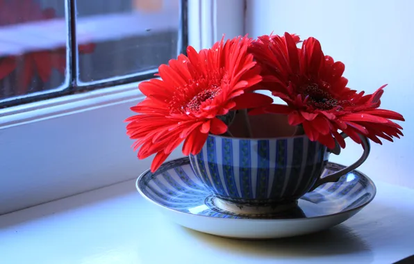 Flowers, window, Cup, sill, still life, saucer, gerbera