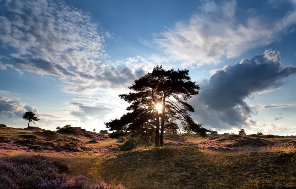Field, the sky, grass, the sun, clouds, trees, hills, Netherlands
