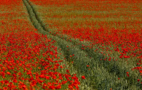 Field, flowers, England, Maki, Kent, track, England, Kent