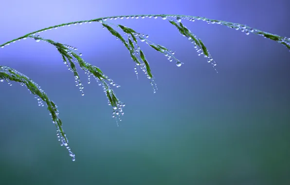 Grass, water, drops, macro, nature