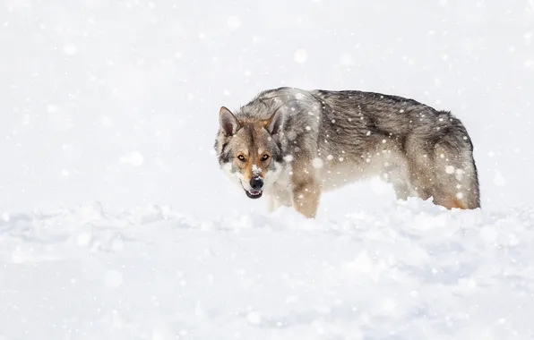 Winter, field, look, face, snow, nature, pose, wolf