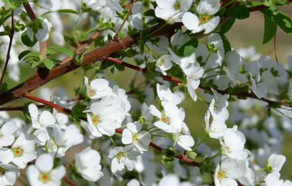 Leaves, flowers, branches, spring, white, flowering, flowering tree