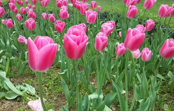 Flowers, beauty, tulips, vesna