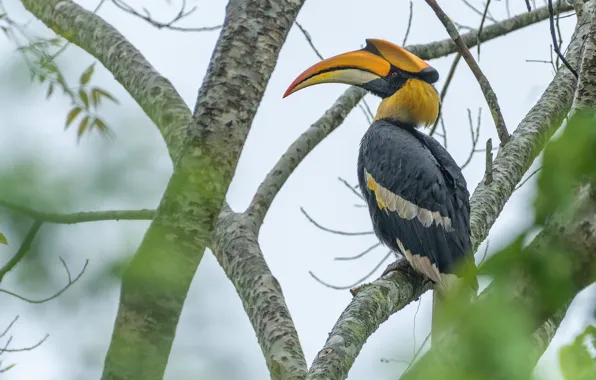 Branches, tree, Hornbill