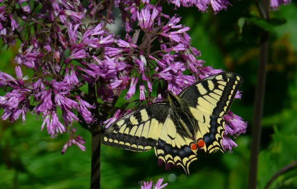 Flower, macro, butterfly, wings, beautiful, closeup