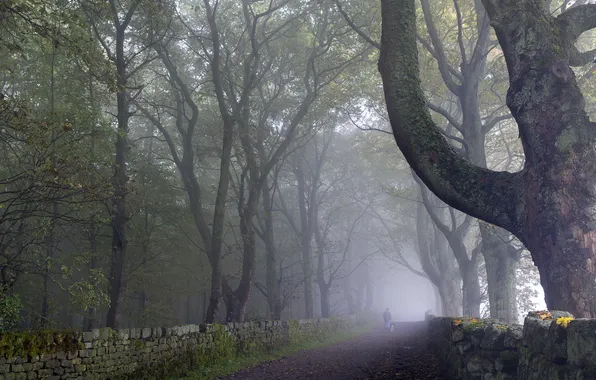 Road, trees, landscape, fog