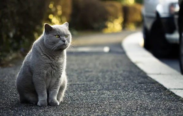 Cat, background, street