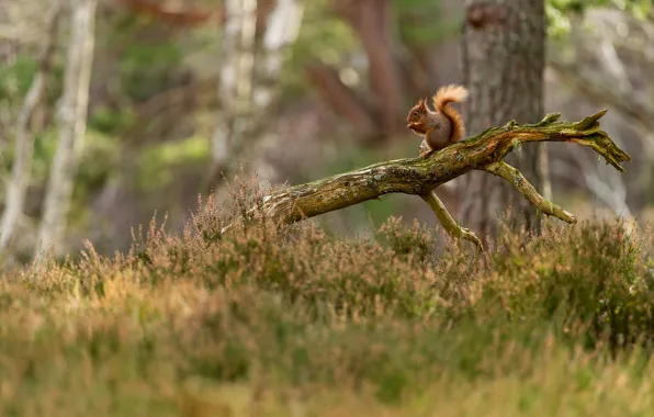 Picture forest, branches, glade, protein, snag, log, Heather