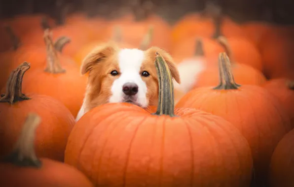 Face, dog, pumpkin, The border collie