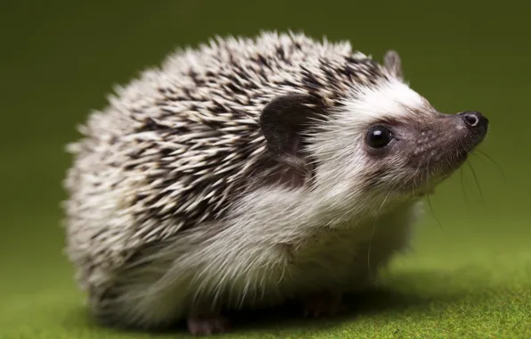 Picture eyes, close-up, interest, nose, Hedgehog