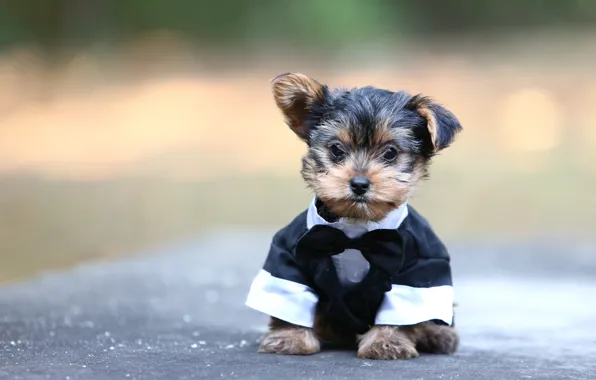 Background, dog, costume, puppy