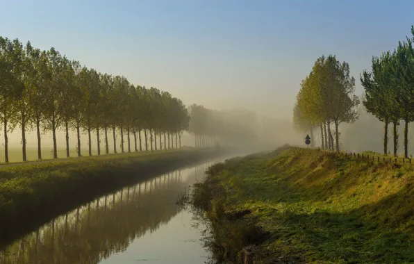 Picture trees, fog, island, channel, Netherlands, Goeree-Overflakkee