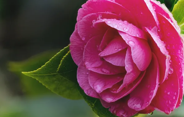 Macro, raspberry, Camellia