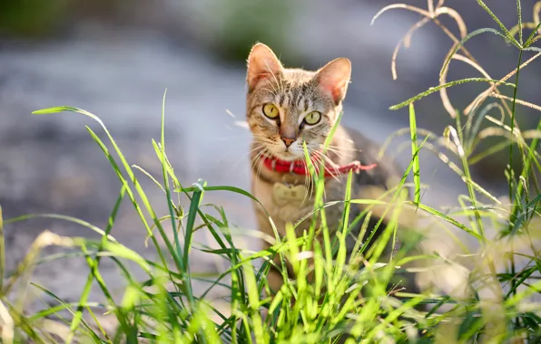 Cat, grass, cat, look, face, light, nature, pose