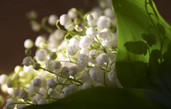 Picture leaves, flowers, freshness, spring, lilies of the valley