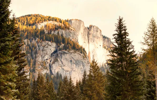 Picture autumn, forest, trees, mountains, rocks