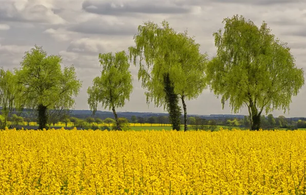 Field, trees, flowers, spring, rape, rapeseed field