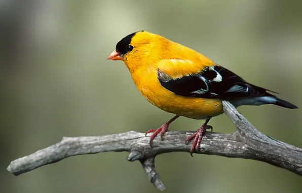 Microsemi, bird, branch, beautiful, bright color