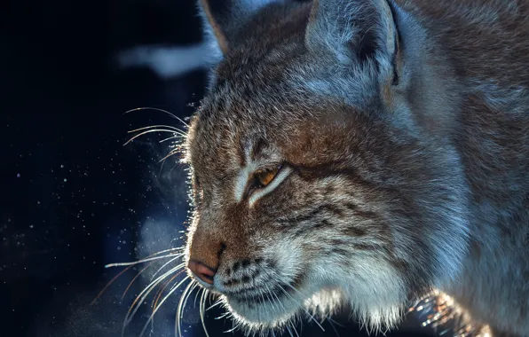 Picture face, portrait, profile, lynx, wild cat