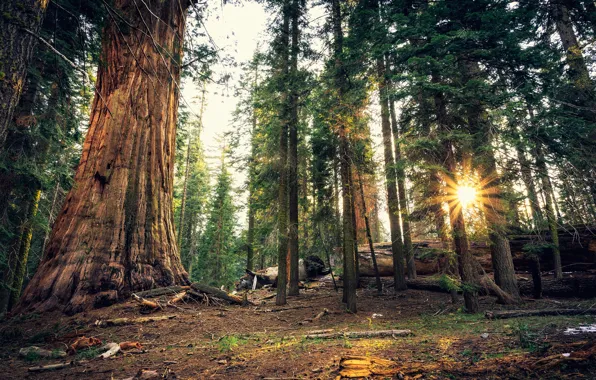 Forest, the sun, rays, trees, CA, USA, Sequoia National Park
