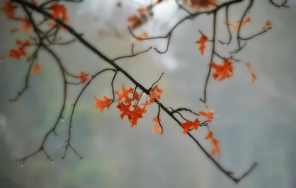 Picture autumn, leaves, drops, branches