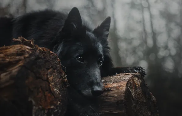 Picture look, dog, black, lies, logs, Anastasia Temnova