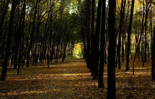 Autumn, trees, Park, alley, path, sunlight, fallen leaves, woods