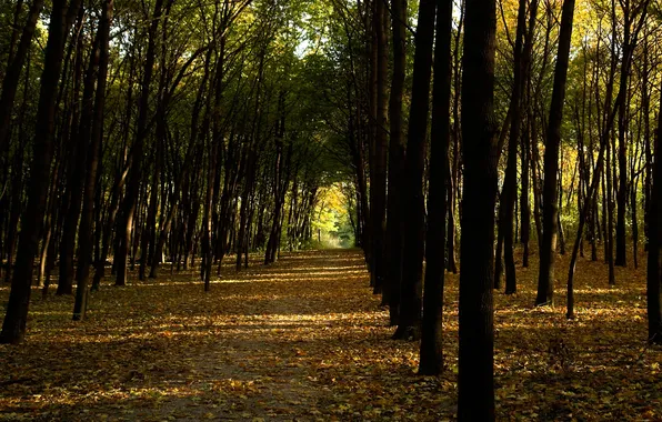 Picture autumn, trees, Park, alley, path, sunlight, fallen leaves, woods