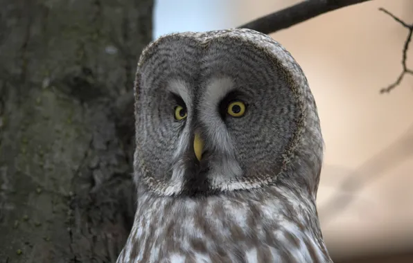 The sky, look, the trunk of the tree, Great grey owl (Strix nebulosa)