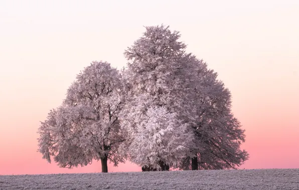 Picture winter, frost, tree