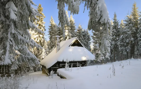 Winter, forest, snow, trees, house