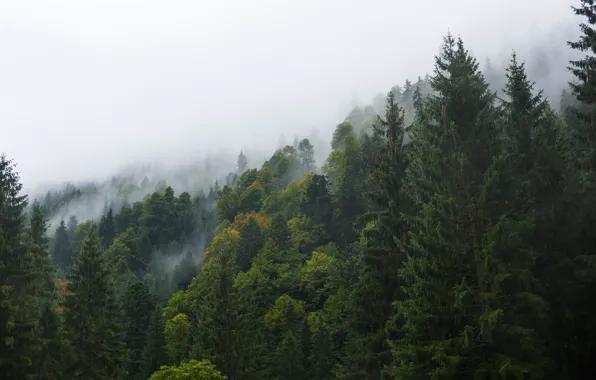 Picture forest, the sky, trees, nature, fog, Germany