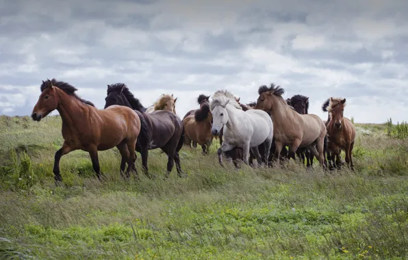 Field, the sky, grass, clouds, horses, horse, pasture, a lot