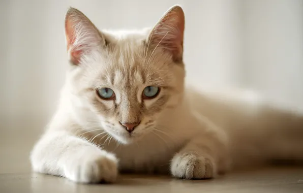 Picture cat, look, legs, muzzle, blue eyes, cat
