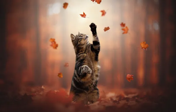 Autumn, cat, cat, leaves, legs, stand, cat