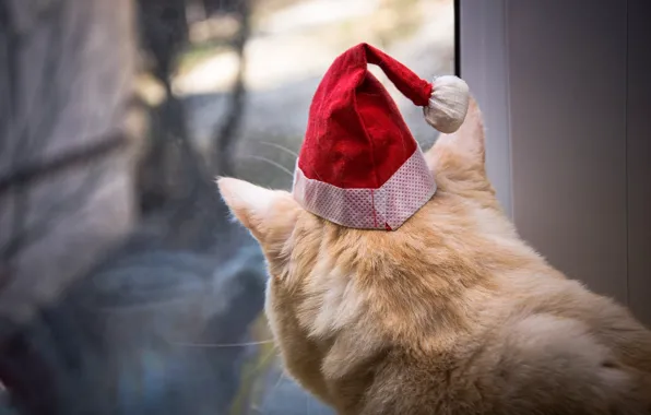Cat, cat, look, glass, pose, window, Christmas, New year