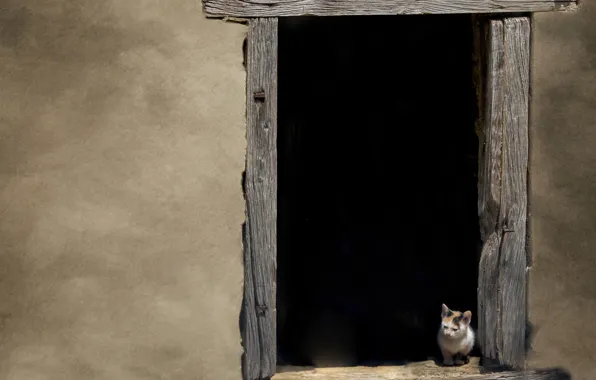 Kitty, wall, window, wall, kitten, window, Marketa Zvelebil