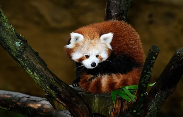 Look, leaves, nature, pose, background, tree, red Panda, sitting