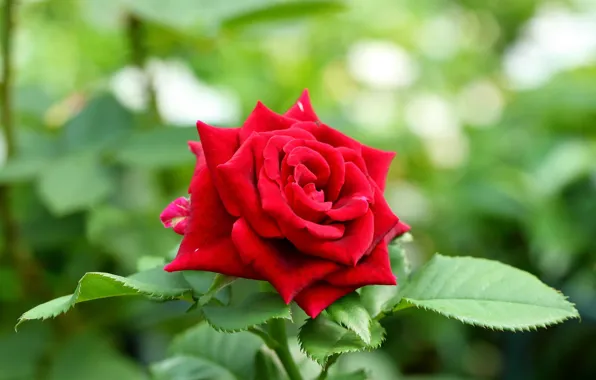 Picture rose, Bud, red rose, bokeh